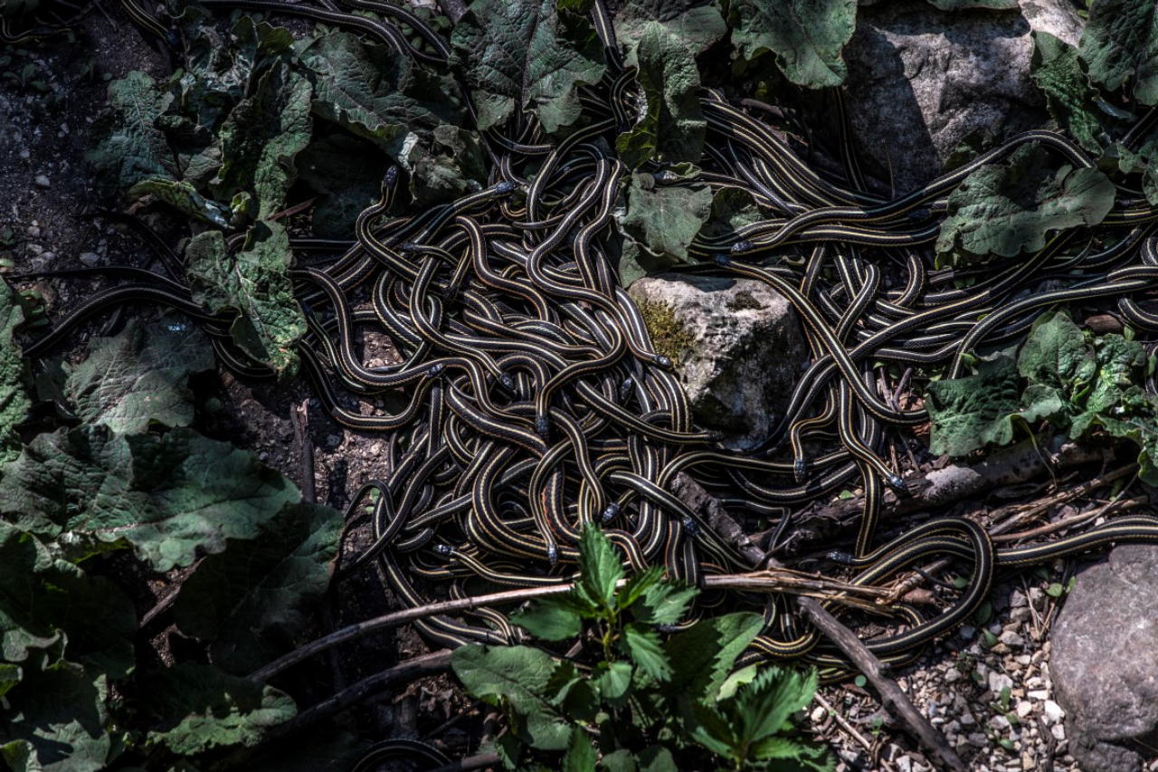 Concentração de serpentes vira uma grande atração turística em Narcisse, na província de Mantioba, no Canadá.<br>Foto: Aaron Vincent Elkaim / The New York Times