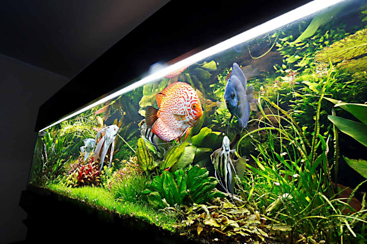 Aquapaisagismo: transforme aquários em jardins submersos
