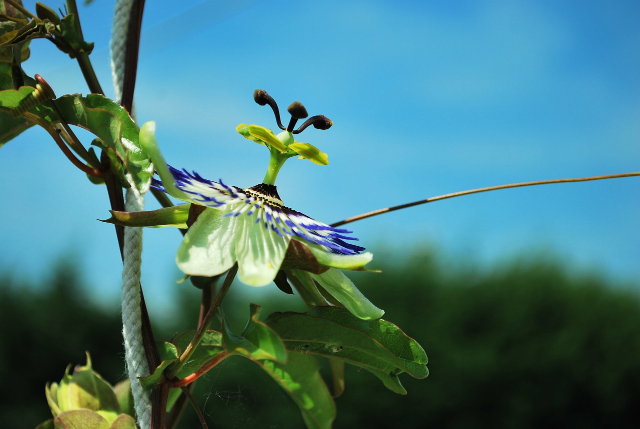 Maracujá: a floração é  muito bonita e vão dar um toque especial à área externa. Foto: Pixabay