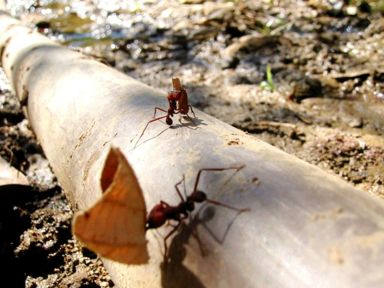 A busca por alimentos organiza as rotas das formigas.<br>Foto: Freeimages