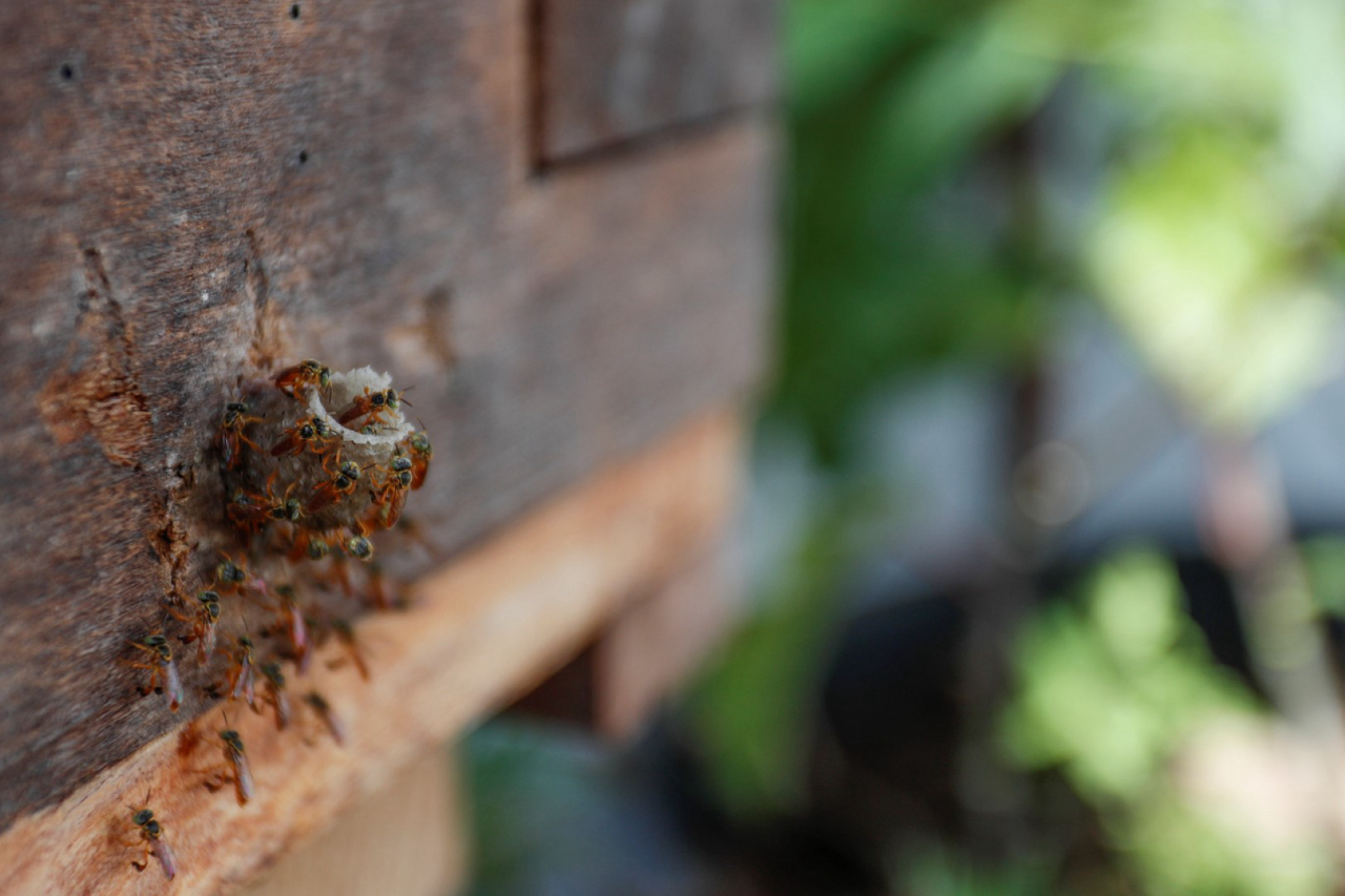 Caixa de abelhas no Terraço Verde. Foto: Jonathan Campos / Gazeta do Povo