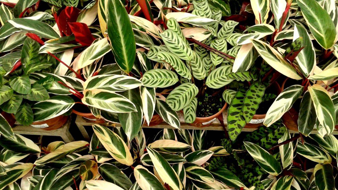 Diversas plantas dos gêneros Maranta e Calathea são consideradas rezadeiras, com cores e texturas únicas. Foto: Trama Paisagismo/Divulgação
