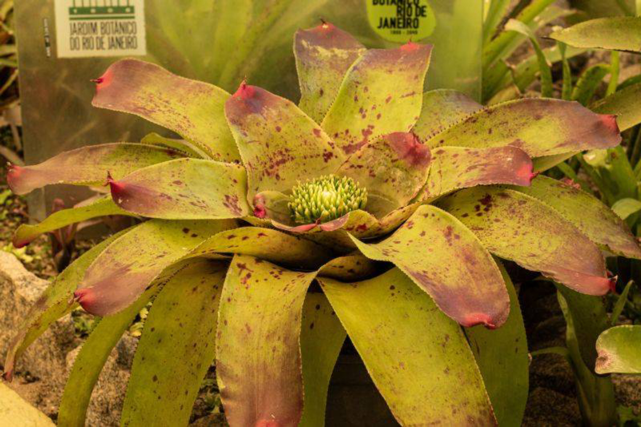  Espécie da bromélia imperial: planta é querida no paisagismo pela exuberância e potencial decorativoo. Foto: Bigstock 