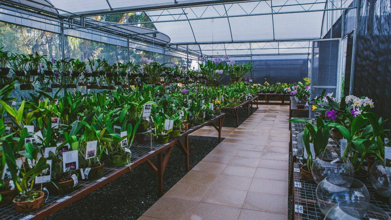 Orquidaria Rosita tem plantas a partir de R$ 40.
