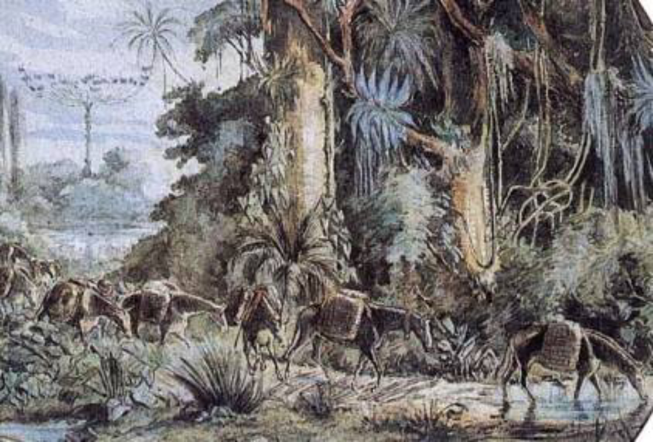 Obra de João Leão Pallière, tropa carregada de mate descendo a serra, cerca de 1860. Foto: Pintores da Paisagem Paranaense/Reprodução 