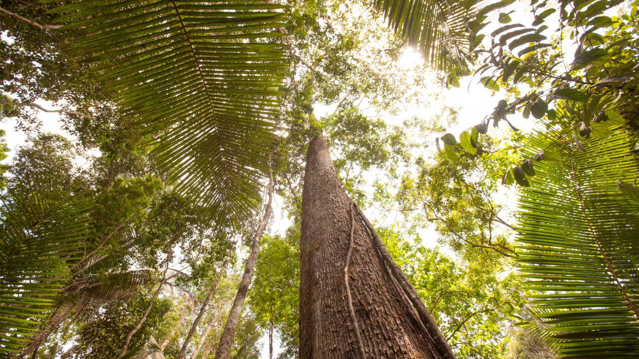 Consumo consciente da madeira será um dos temas abordados nas palestras. Foto: Divulgação/Precious Woods