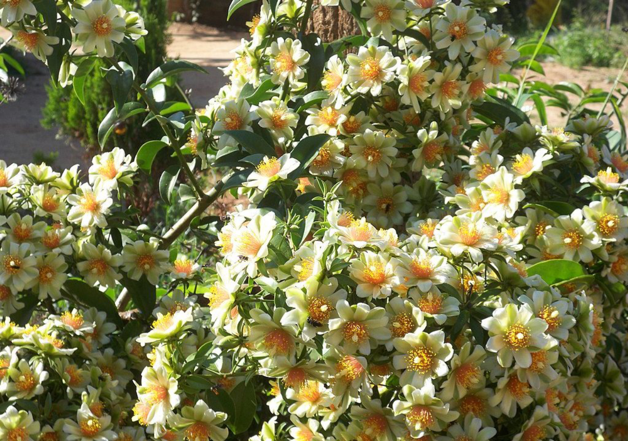 Além de nutritiva, a ora-pro-nóbis ainda embeleza o jardim com suas flores.