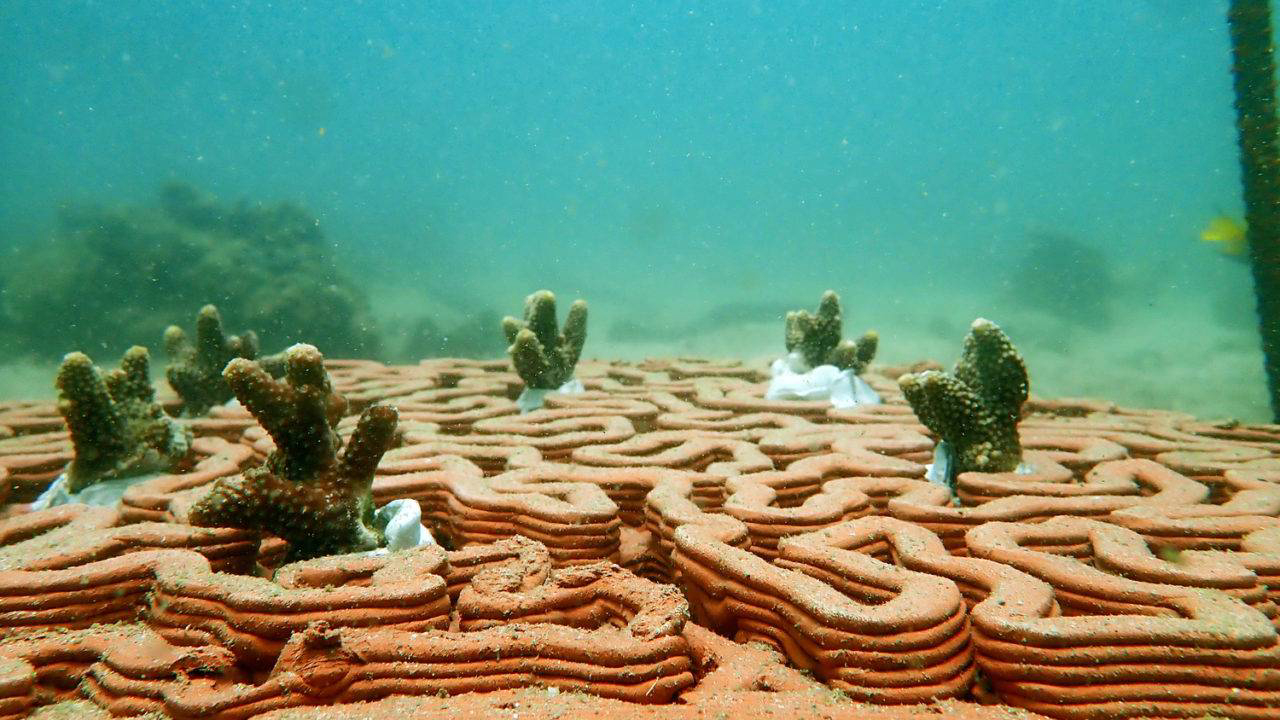 Recifes de corais são um dos ecossistemas mais importantes do globo terrestre. Fotos: Christian J. Lange/Vriko Yu/AFCD/Phil Thompson
