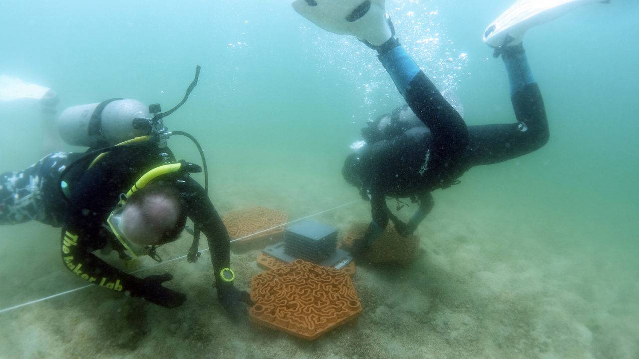 Mergulhadores instalando as estruturas de recuperação dos recifes. Fotos: Christian J. Lange/Vriko Yu/AFCD/Phil Thompson