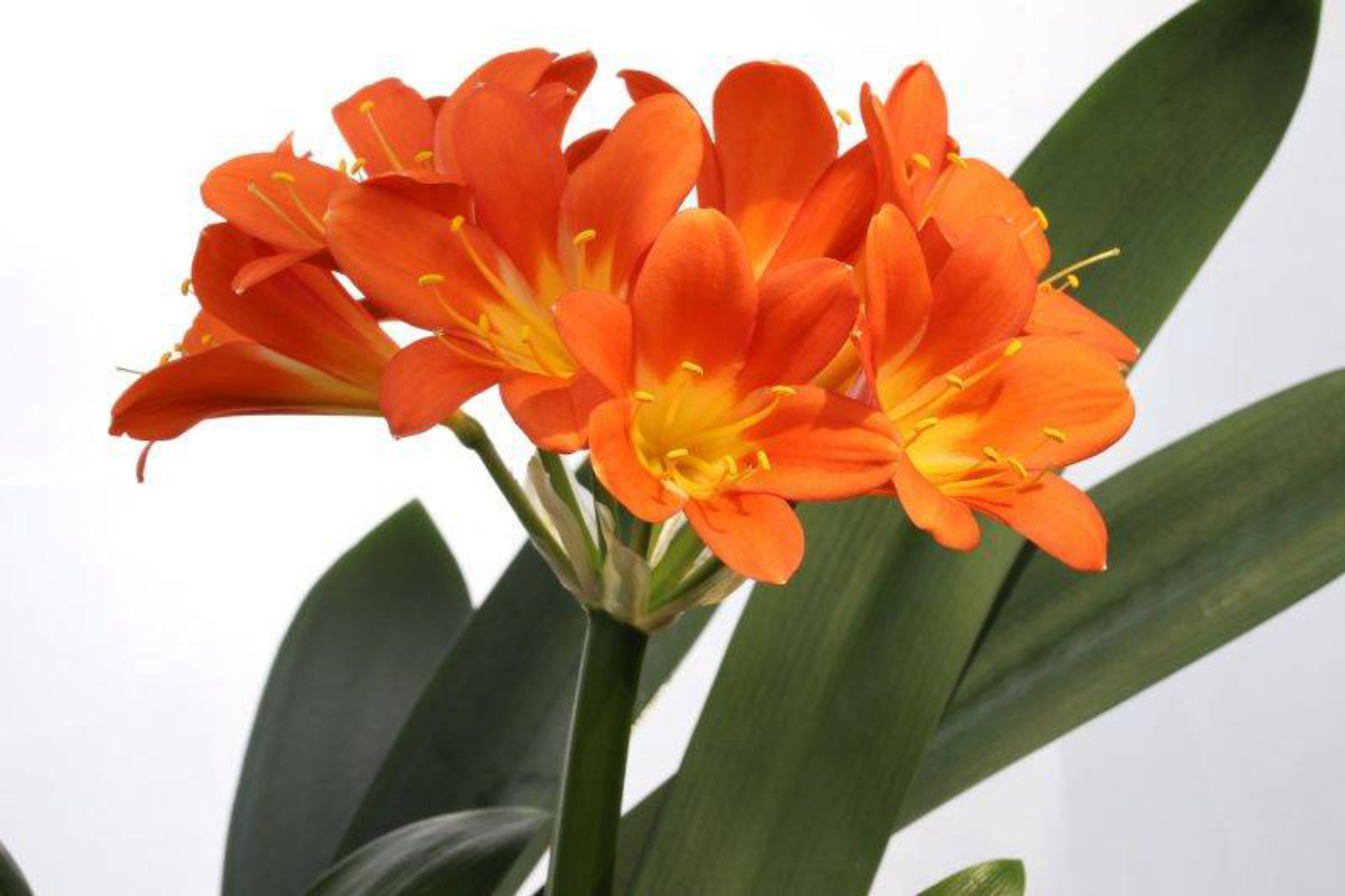Além do jardim, a clívia também pode ser cultivada em vasos. Foto: Pixaby