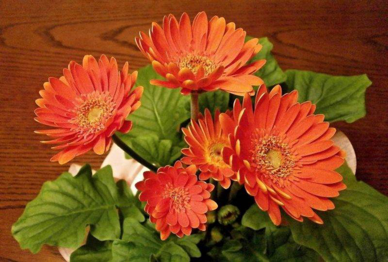 Gérberas são flores de cultivo ou de corte para vasos. Foto: Pixabay