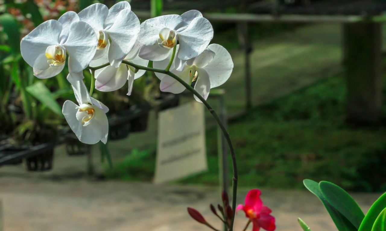 A época de floração das orquídeas depende da espécie - algumas podem florescer por apenas 24h por ano.