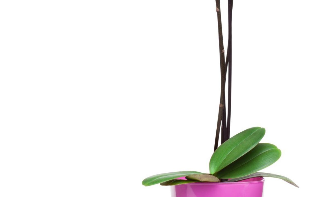 Vasos com espaço para troca de ar são favoráveis para as orquídeas.