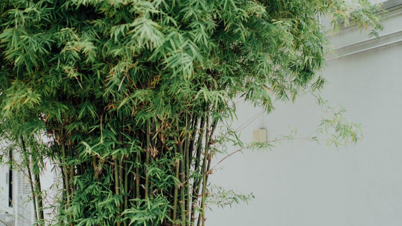 Bambu se propaga com facilidade.