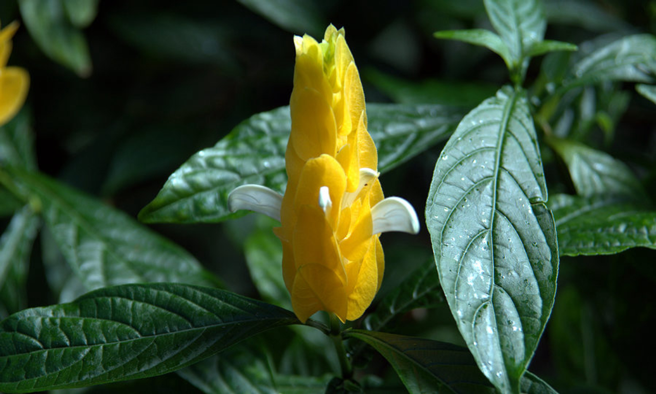 Um dos cuidados específicos com o Camarão Amarelo deve ser a poda adequada, para que tenha um bom florescimento.