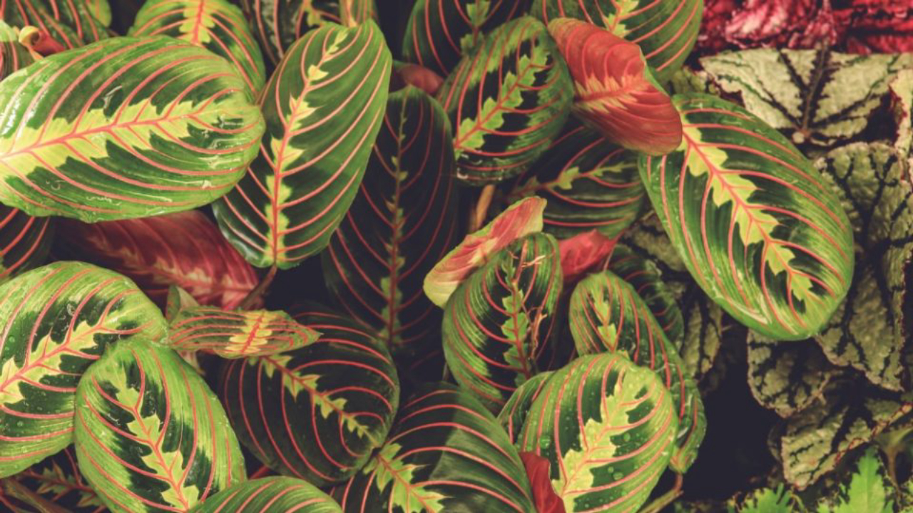 Maranta