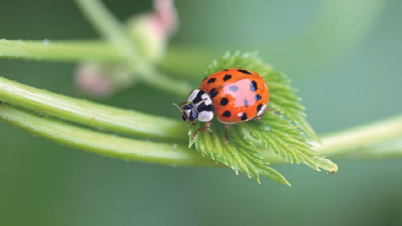 As joaninhas têm coloração alaranjada até o vermelho, com manchas redondas pretas e o corpo bem arredondado.