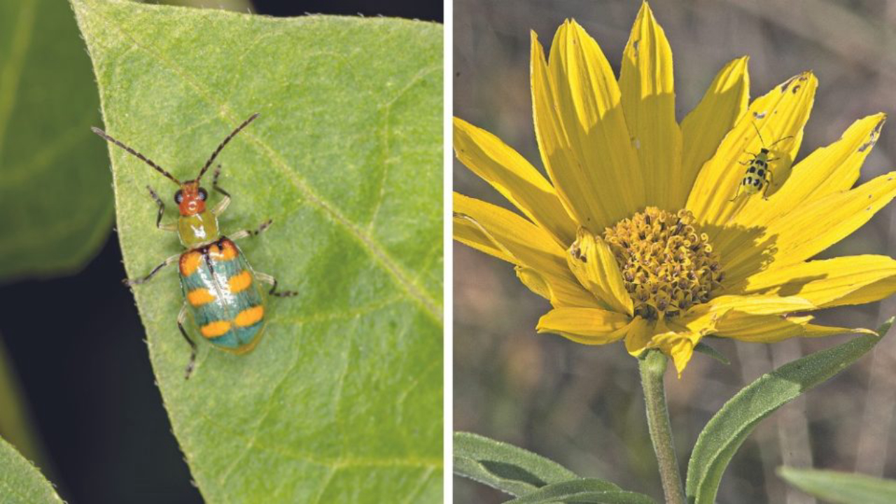 As vaquinhas têm o corpo alongado e podem ter diversas colorações, com manchas disformes. 