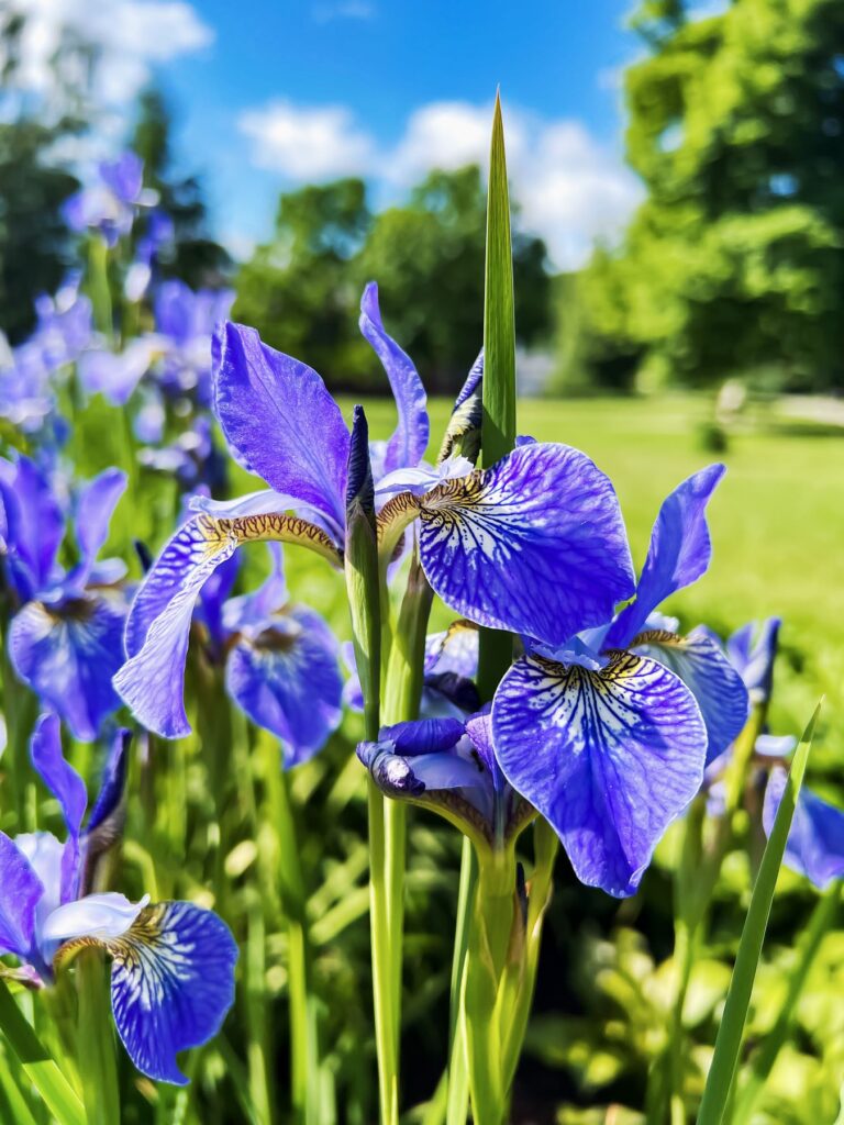 Iris-azul (<em>Neomarica caerulea</em>)