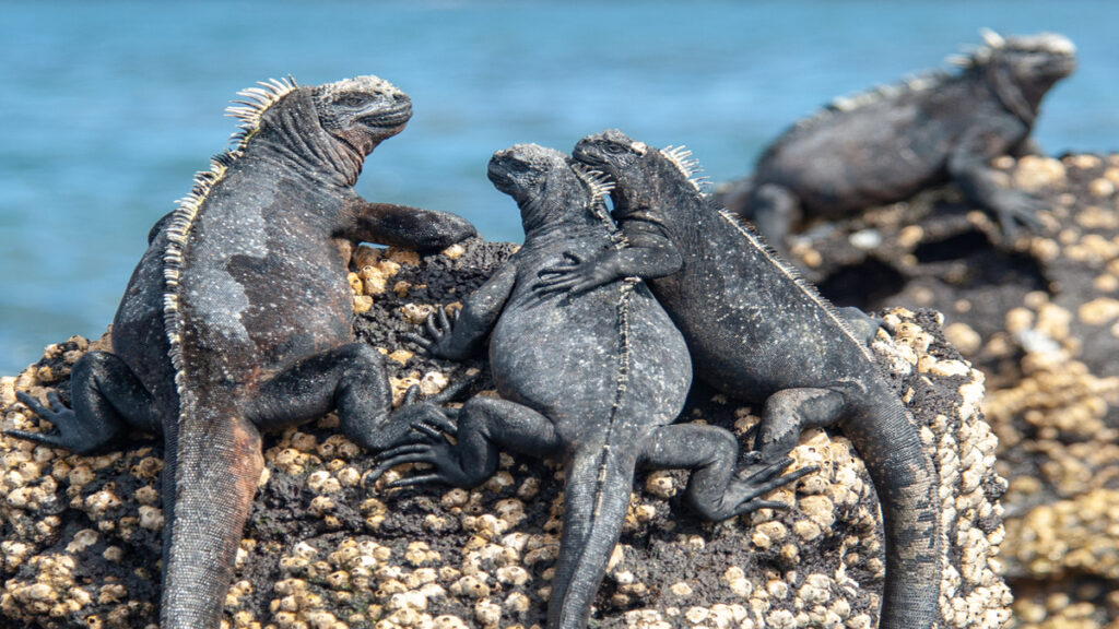 Iguanas marinhas: espécie frágil que só existe em Galápagos